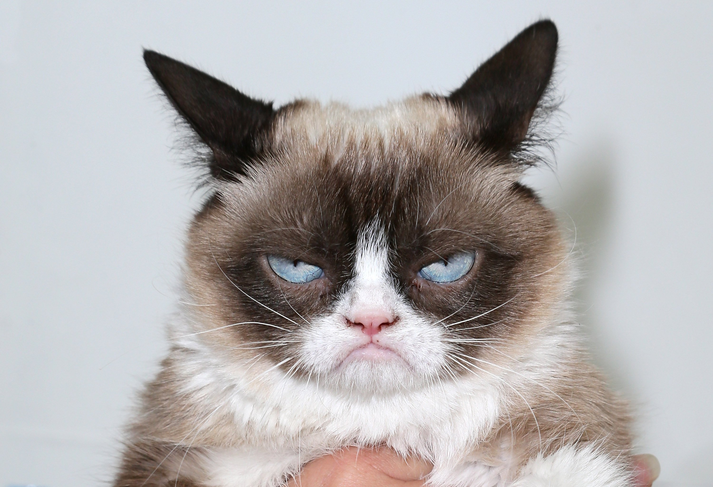 El Gato Gruñón ganó 710 mil dólares en un juicio - Quality 90.5